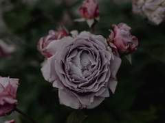 [청상진무] Amnesia Rose_落花 1