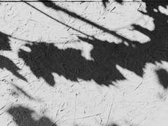 너의 생을 기억하는 방식