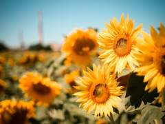 来い、モノノケ庵