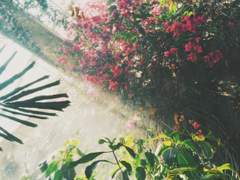 Taramullia Lita Astelranio