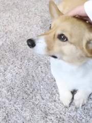 우리 집에 몽룡이가 살아요!