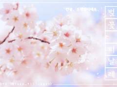 [제디린타] 벚꽃피날레