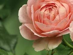 나의 유일한 우선순위에게