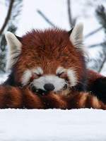 아줌마 - The Woman