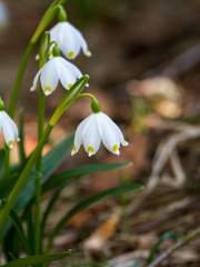 달맞이꽃 아래서 왈츠를