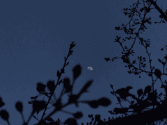 원소조조/원쬬 - 무제