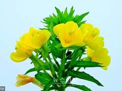 슬🍁님네 커미션