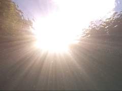 호랑이 수인 찬 X ??? 수인 백 학원물 썰