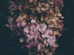 [ 붉은 장미와 갈색의 제라늄 ]