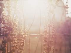 느티나무 마을 기담