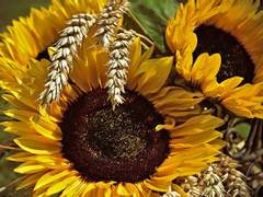 달은 태양을 향해 저물고 (1)