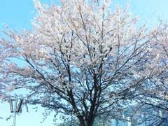 벚꽃 나무 아래서 1