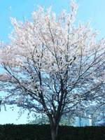 벚꽃 나무 아래서