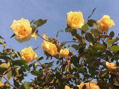 제국황제 시화×호랑이 인수 노을