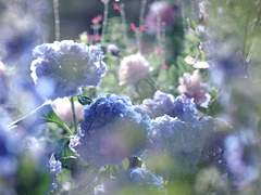 [혁켄] Lavender Adonis 재고 판매 선입금 폼