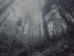 死去鳥_ 첫째 날.