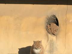 잠깐씩 일광욕을 즐기러 오는