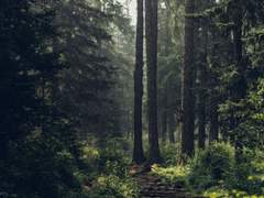 사슴을 죽인 날 (혼고/후루야)