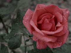 [문조종우] 표본