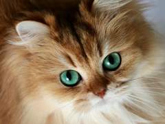 그 녀석은 사실, 고양이입니다 5