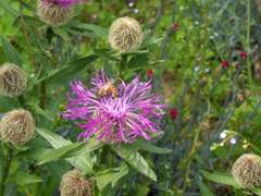 2014.05.19 용인 한택식물원