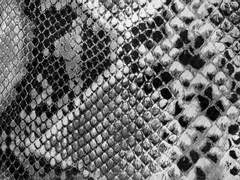 뱀수인 영석 × 인간 무진 - 4