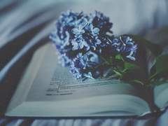 [토니피터] Myosotis 1