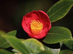 Camellia