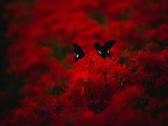 마도조사 오디오 드라마 3기 임시 열람 페이지