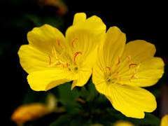 [히로레이] 달맞이꽃(전력)