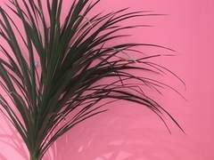 A solitary romance 상