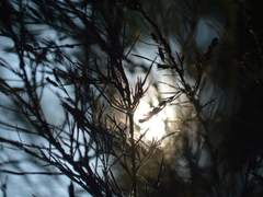 Your bitter, sweet nightmares