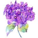 purple_hydrangea83