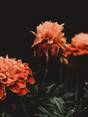 김대리와 최사원