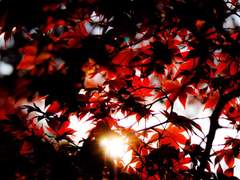 단풍나무를 껴안은 하늘 아래에서.