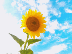 간단한 낙서.비엘주의.