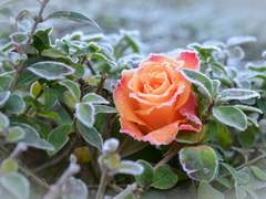 [스팁크라스팁] 마법사와 야수 (1)