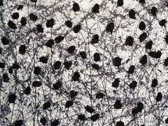 [KV] Les Fleurs du mal - 01