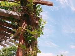 [세비서버] 여름의 등나무꽃