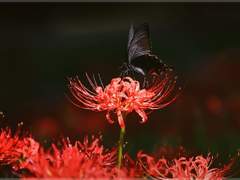 반려(伴侶) 2부 – 09