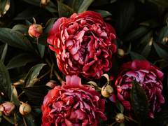 나비 빗소리 그리고