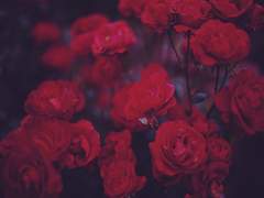 10. Forever or Forever