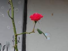 사랑하는 이의 사랑하는 사람이 죽은 날