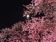 사랑은 마라탕을 타고