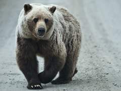 [인세인SCP] 곰을 ■하지 마시오