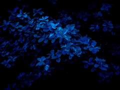 윤중청자] 낙화落花