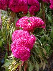 히로아카 : 끝자락 사랑(연중)