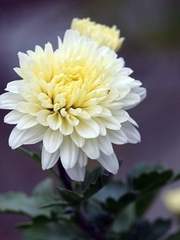 존경하는 당신에게 흰 국화를.