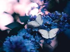 [SCP재단/콘클콘] Absinthe