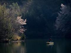 [츠카레오] 벚꽃 나무 아래에는